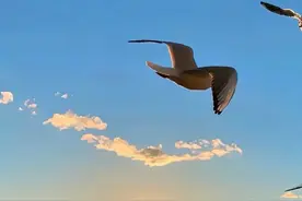 聂磊结婚21图片