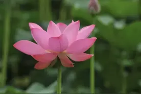 度日如年呐！孩子考编六年了，还是没上岸，当家长的，心在被油煎图片