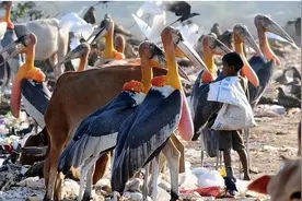 印度垃圾山养出“巨鸟”，身高1米4比人还大，为何贫民却不敢吃？图片