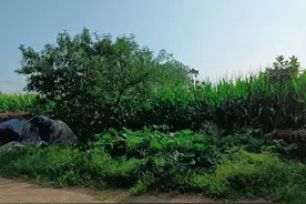 山村故事，苦命的花姐（三）图片