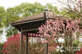江南三月，“梅”不胜收！来常熟赏百年老梅图片