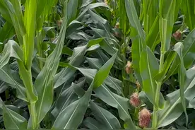 玉米到底是稀植高产还是密植高产？图片