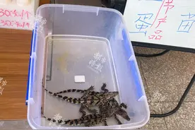 300元/条！昆明一餐馆当街卖鳄鱼，已售出近10条！市民：能养吗？图片