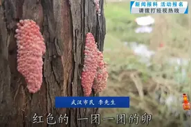 紧急提醒！武汉又出现了，密密麻麻图片
