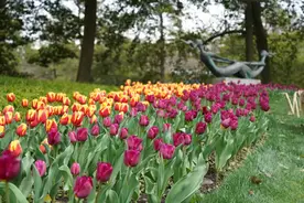 2025太子湾郁金香花展明日解锁！今日可预约，目前开花率20%图片