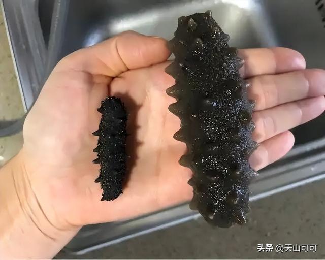 泡发淡干海参的步骤 2026年淡干海参泡发最简单三个步骤