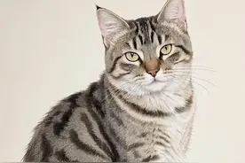 国风｜狸花猫图片