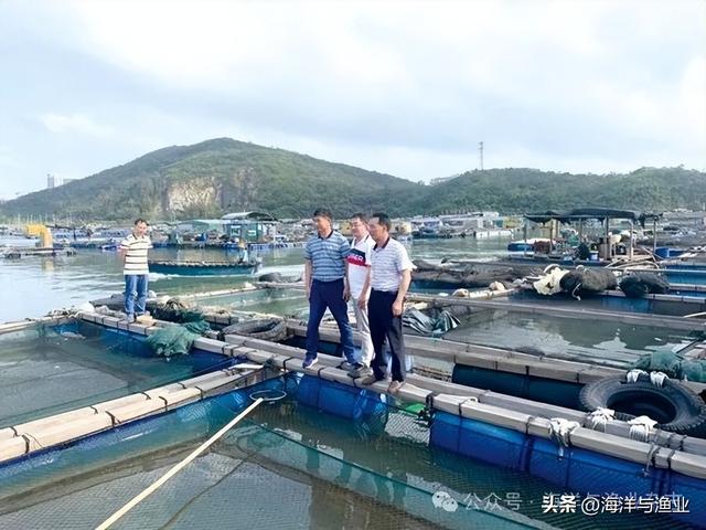 赤嘴鳘鱼胶多少钱一斤 2026年赤嘴鱼胶属于什么档次