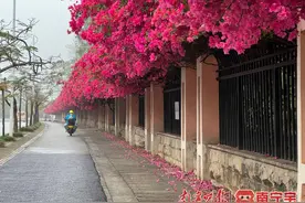 城市记忆之最美街巷： 青环路——自然与人文历史交融图片