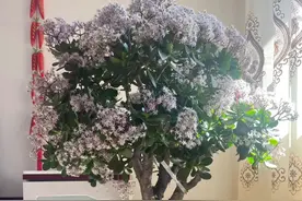 最适合养在客厅的10种“吉祥花”，高贵大气，镇宅守家！图片
