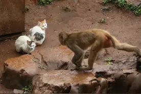 癸卯杂说——昆明动物园“猴子虐猫”事件到底是谁错了？图片
