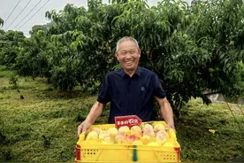 拼多多Q2财报，投入百亿扶持新质商家，持续助力商家提质增效图片