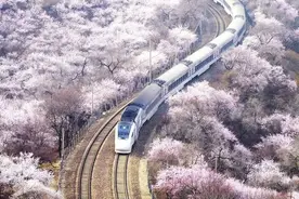 春日限定！快坐上“开往春天的列车”穿越花海图片