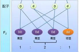 用具体实例理解基因和孟德尔遗传定律的本质图片