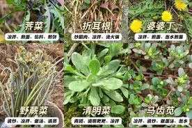 春季挖野菜图鉴，这几种有毒你可千万别误食！图片
