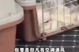 无语！男子约顺风车送16只猫，中途被换车型全闷死，损失四万图片
