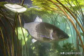 草鱼开口的规律，水温对草鱼开口的影响最大图片