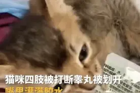 太残忍！小猫被人划破生殖器打断四肢后丢弃，网友炸锅图片