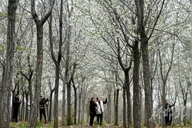 邯郸：樱花烂漫惹人醉图片
