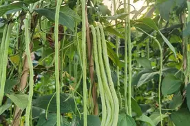 种“豆橛子”，不是简单挖窝埋种，这5项播前准备工作需面面俱到图片