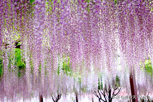 玉渊潭公园紫藤花开，诗意满满，演绎“一帘幽梦”的极致浪漫