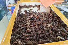 大饱口福！南宁小龙虾陆续上市，价格接近腰斩图片