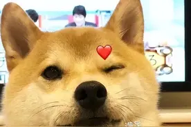 狗界智商排行榜，第一名是边境牧羊犬，第三名是它？图片