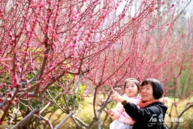 石家庄：春花烂漫俏枝头图片