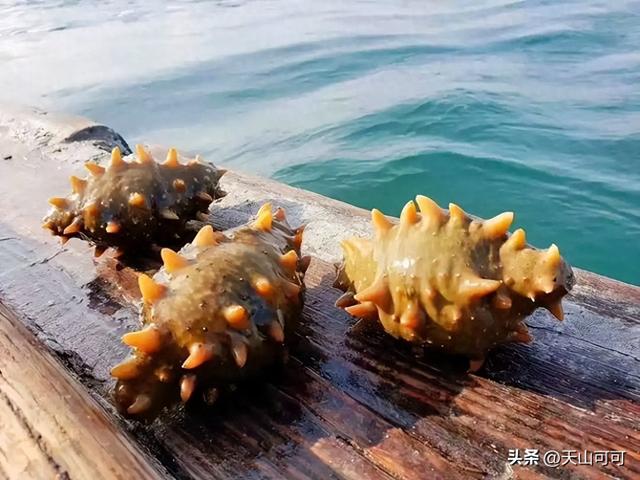 野生海参和养殖海参有什么区别 2026年野生海参和养殖海参有什么区别