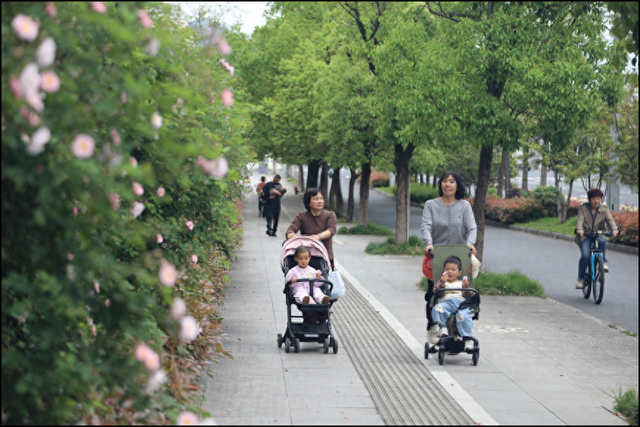 黄山屯溪区：蔷薇花满墙 尽览好风光