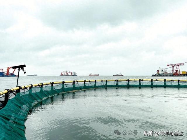 赤嘴鳘鱼胶多少钱一斤 2026年赤嘴鱼胶属于什么档次