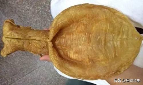 小须金钱鳘鱼胶 2026年小须金钱鳘鱼胶图片