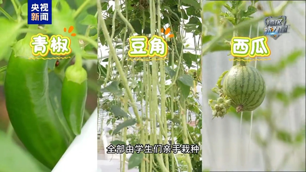 种菜+黑科技 深圳娃把天台玩成“空中农场”