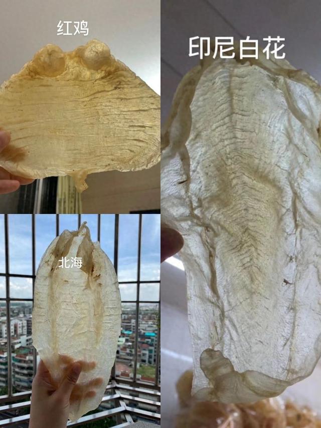 鱼胶有没有假的吗 2026年鱼胶有没有假的吗能吃吗