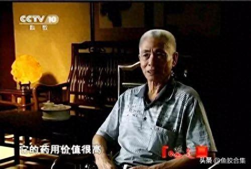 墨西哥金钱鳘鱼胶图片 2026年墨西哥鱼胶好不好