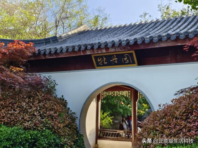 青岛城阳这处“国色天香”藏不住了！火爆了！