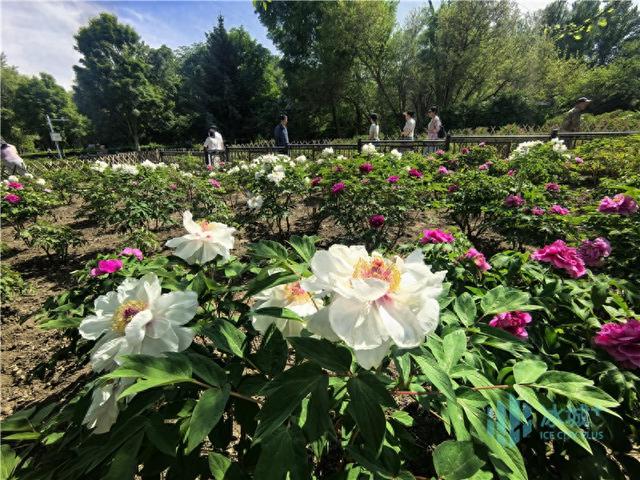 黑龙江省森林植物园3000余株牡丹迎来盛花期