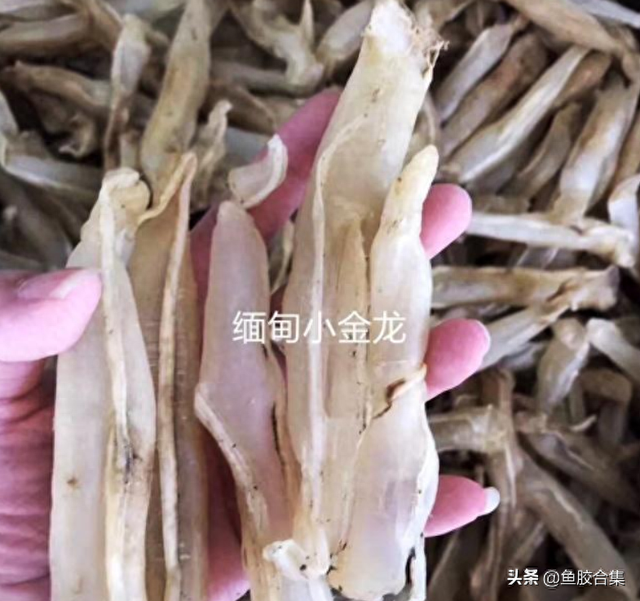 金龙鱼肚 2026年金龙鱼肚皮朝上怎么回事