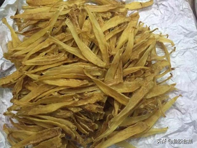 金龙胶是什么鱼的胶 2026年金龙胶是什么鱼的鱼胶