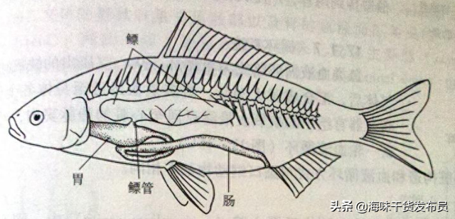 鱼鳔是不是花胶 2026年鱼鳔是不是花胶呢