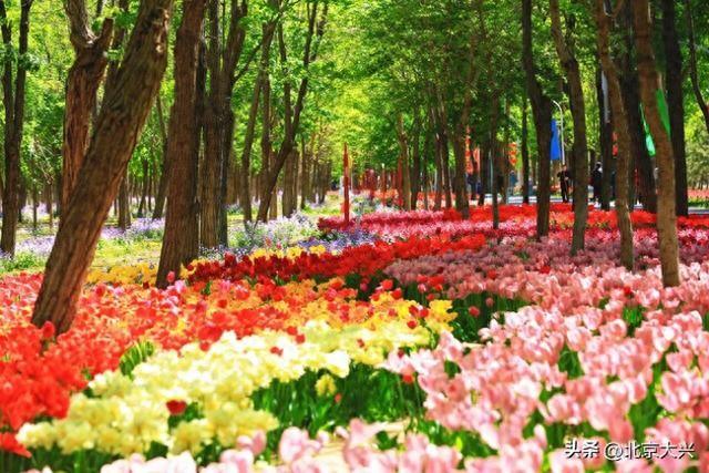 大兴花海迎客！去北臧村打卡，千万别栽在停车上