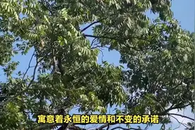 无患子：吉祥、药用的多元宝藏图片
