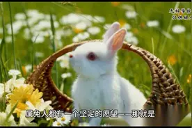 属兔人忌讳什么属相的子女图片