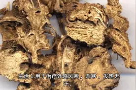 每日中药—藁本 辛，温归膀胱经图片