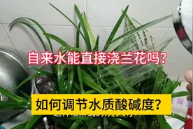 自来水能直接浇兰花吗？如何调节水质酸碱度？分享3个调酸技巧图片