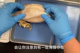 你知道什么是羊蛋吗？它和人类的有什么区别？图片