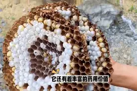 原来农村常见的马蜂窝有这么多功效，很多人都不知道图片