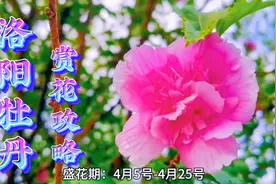 洛阳牡丹赏花最全攻略来了，花期、地点、门票，大家收藏好...图片