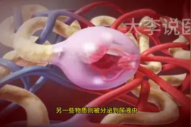 7.肾脏肾小球结构和功能-泌尿系统解剖生理-泌尿系统工...图片