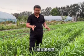 养鱼的牧草种子，苏丹草收割次数多，料肉比高，年割6~8次以上图片
